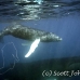 whale_humpback_h_00273_dom3674.jpg